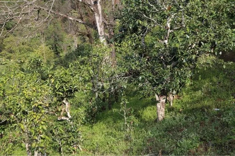 2023年大雪山古樹春茶價(jià)格是多少？