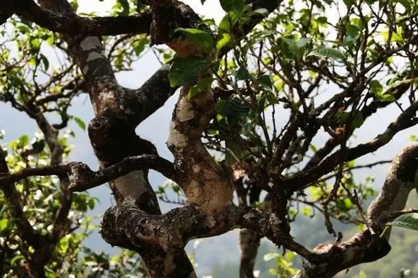 2023年忙肺古樹春茶價(jià)格是多少？