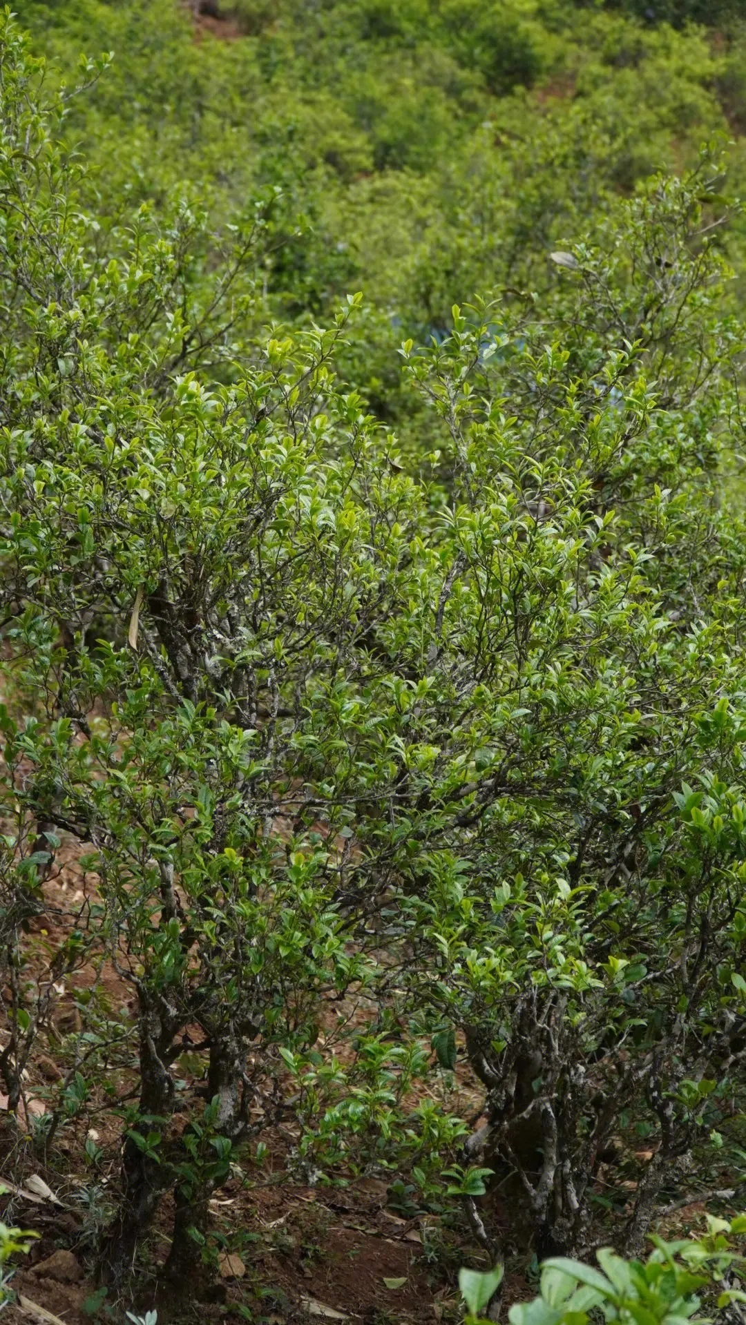 2023年壩糯古樹春茶特點(diǎn)是什么？