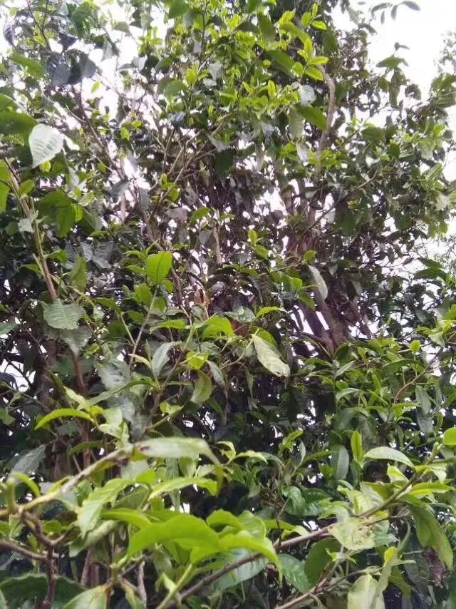 2023年那蕉古樹春茶口感怎么樣？