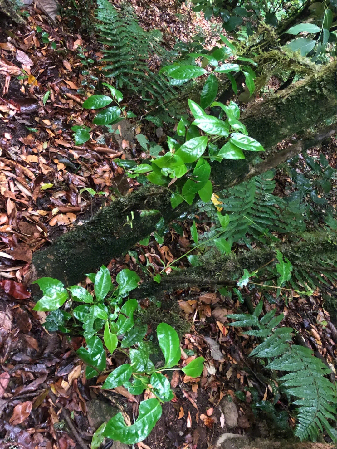 2023年南迫古樹(shù)春茶多少一公斤？