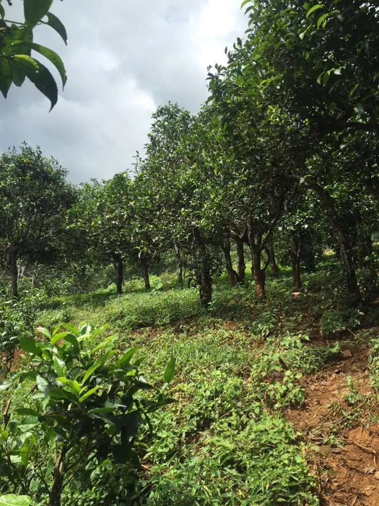 2023年地界古樹春茶特點是什么？