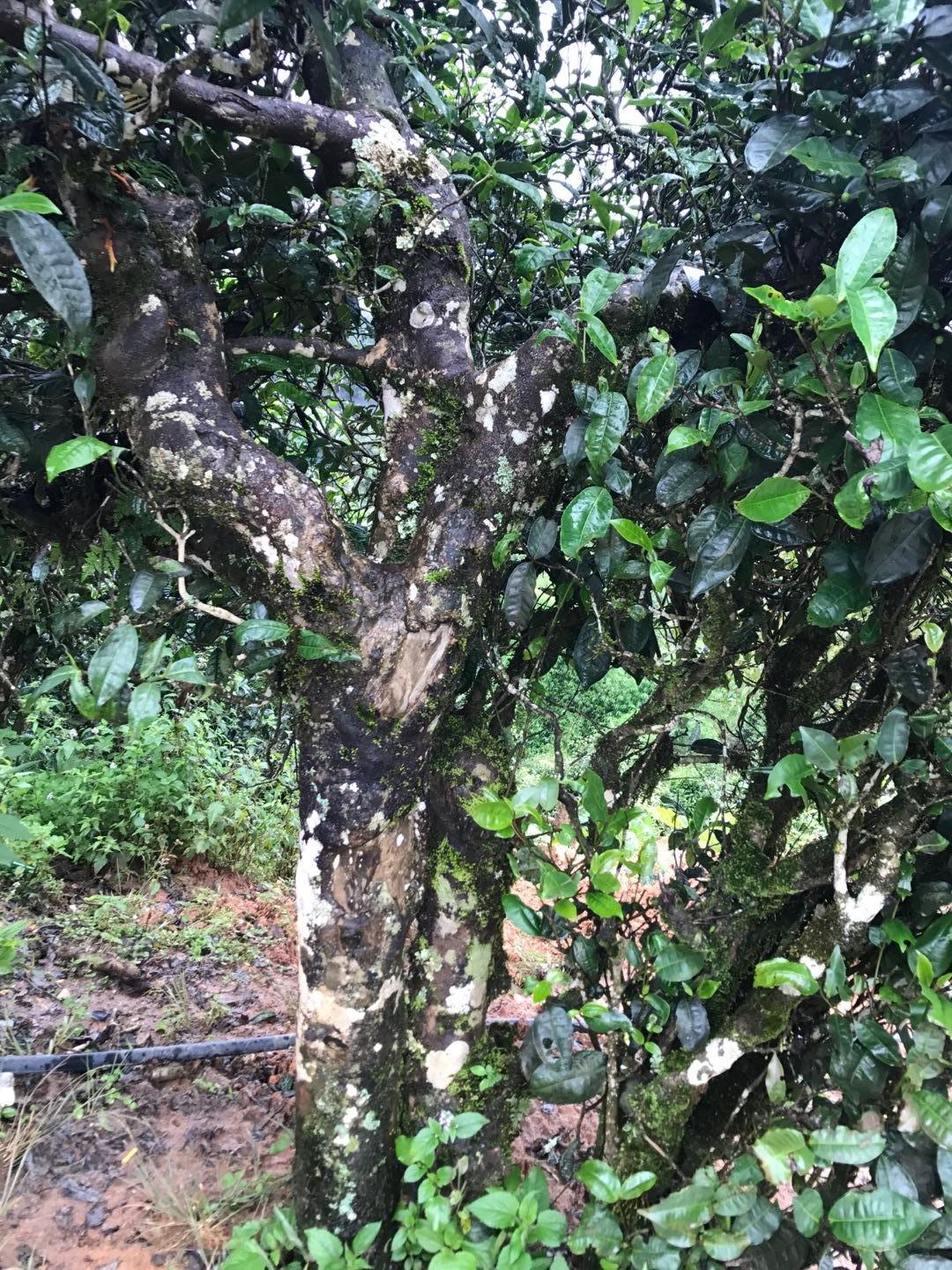 2023年地界古樹春茶價格是多少?