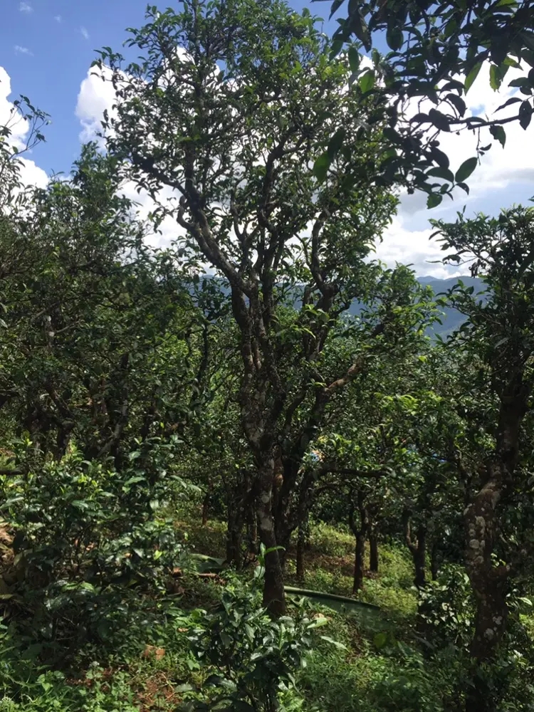 2023年地界古樹春茶多少錢一公斤？