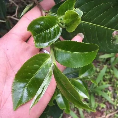 2023年薄荷塘古樹春茶口感如何？