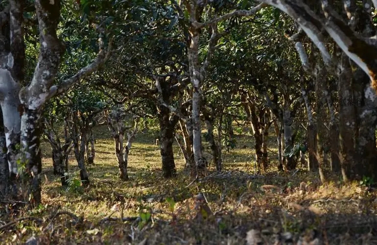 2023年彎弓古樹(shù)春茶特點(diǎn)是什么？