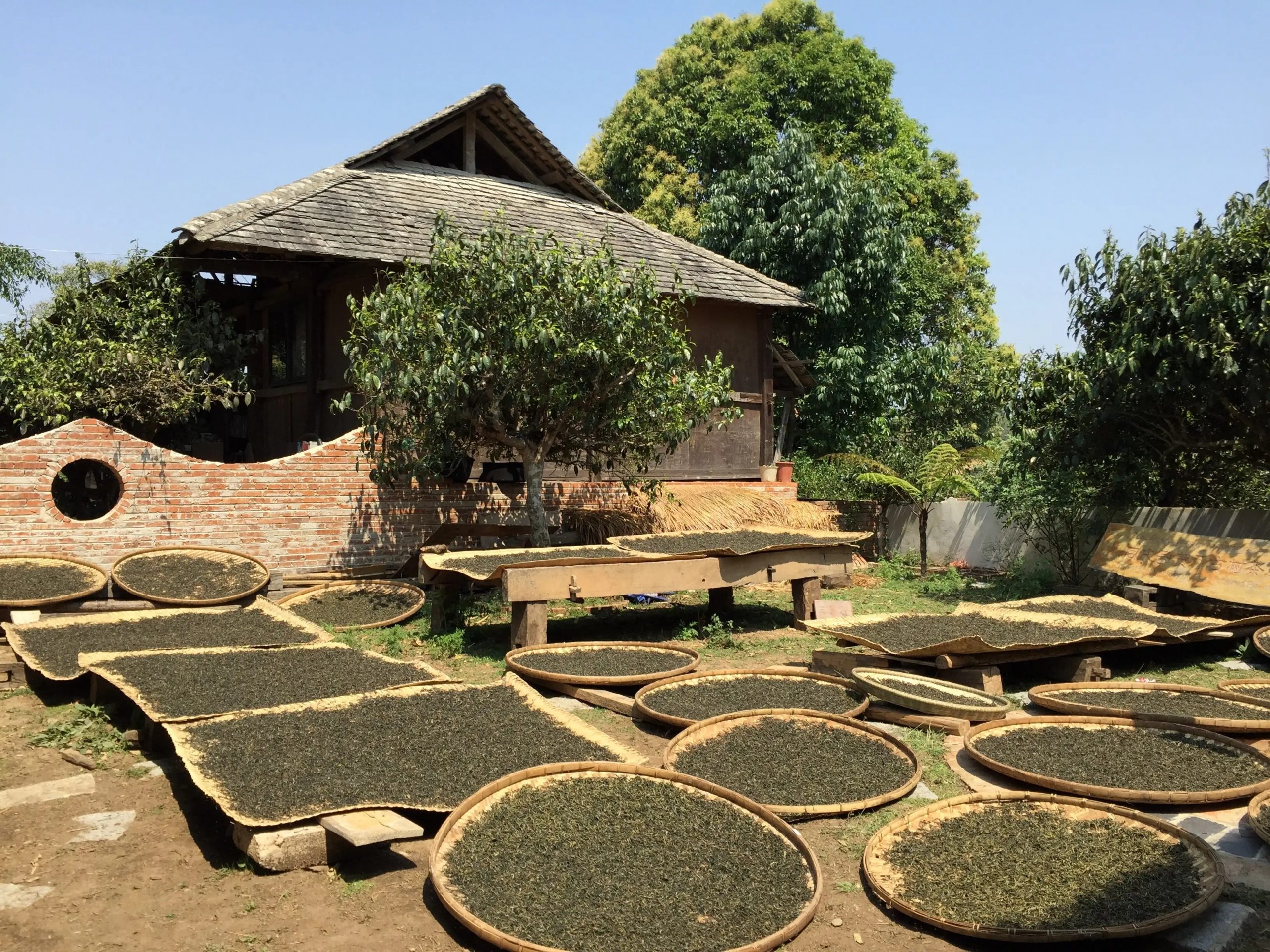 2023年彎弓古樹春茶多少一公斤？