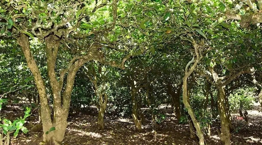 2023年勐庫(kù)大忠山古樹(shù)春茶多少錢一公斤？