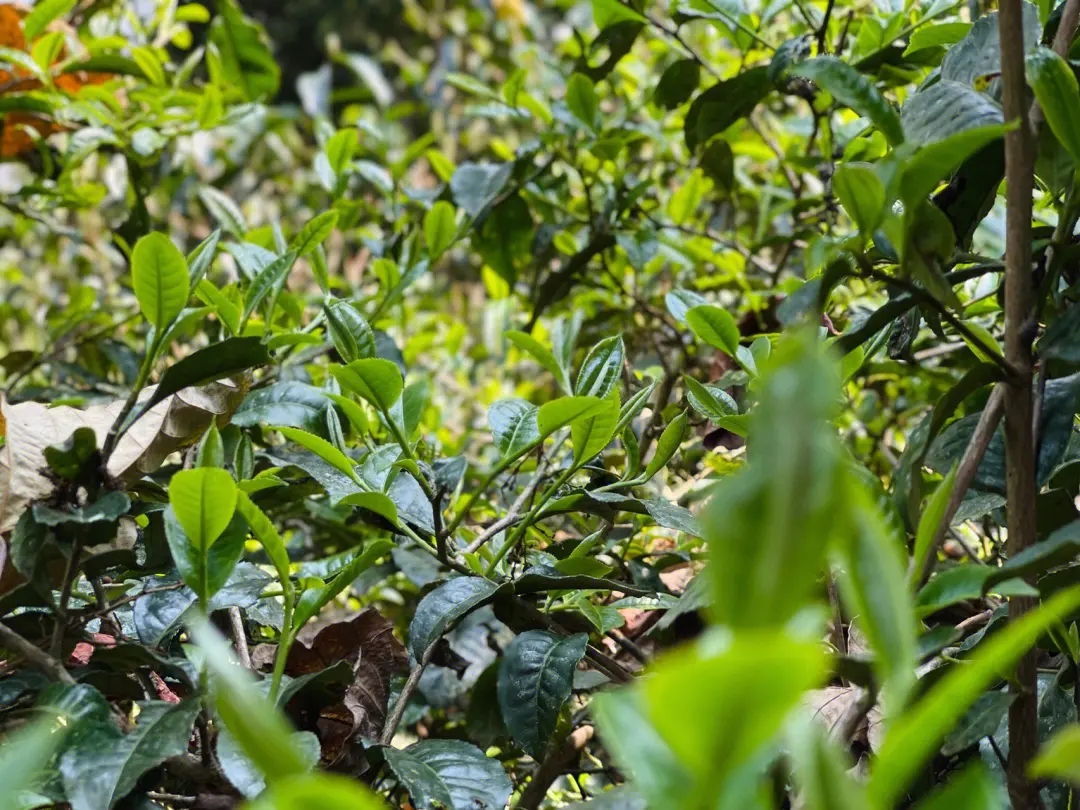 2023年勐庫(kù)那蕉古樹春茶多少一公斤？