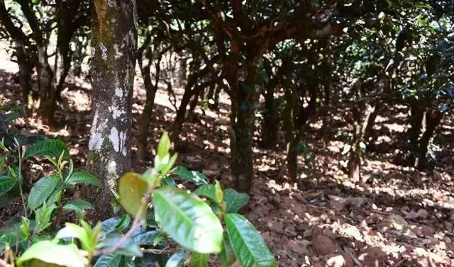 2023年勐庫豆腐寨古樹春茶價格是多少？