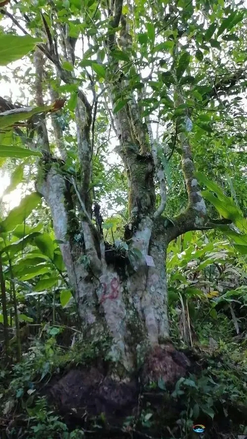 2023年麻栗坡古樹春茶品質(zhì)如何？