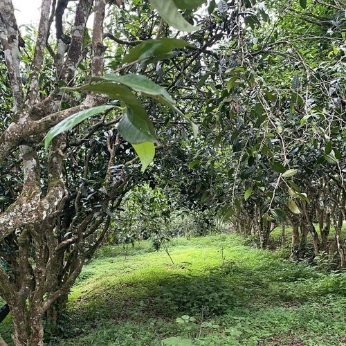 2023年永德大雪山古樹春茶特點(diǎn)是什么？