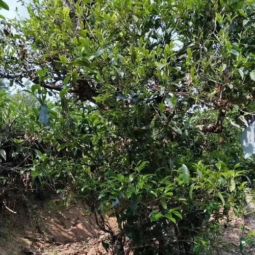 2023年永德大雪山古樹春茶口感怎么樣？