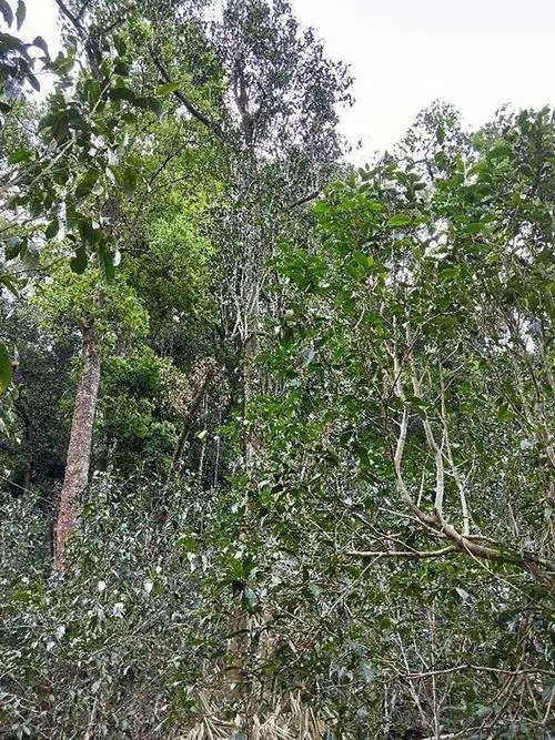 2023年多依樹古樹春茶品質(zhì)如何？