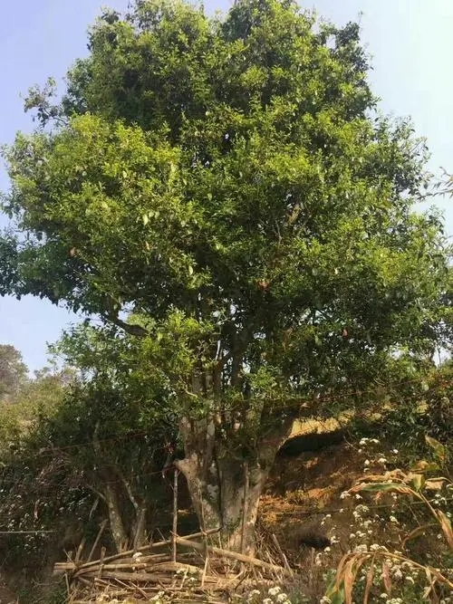 2023年千家寨古樹春茶特點(diǎn)是什么？