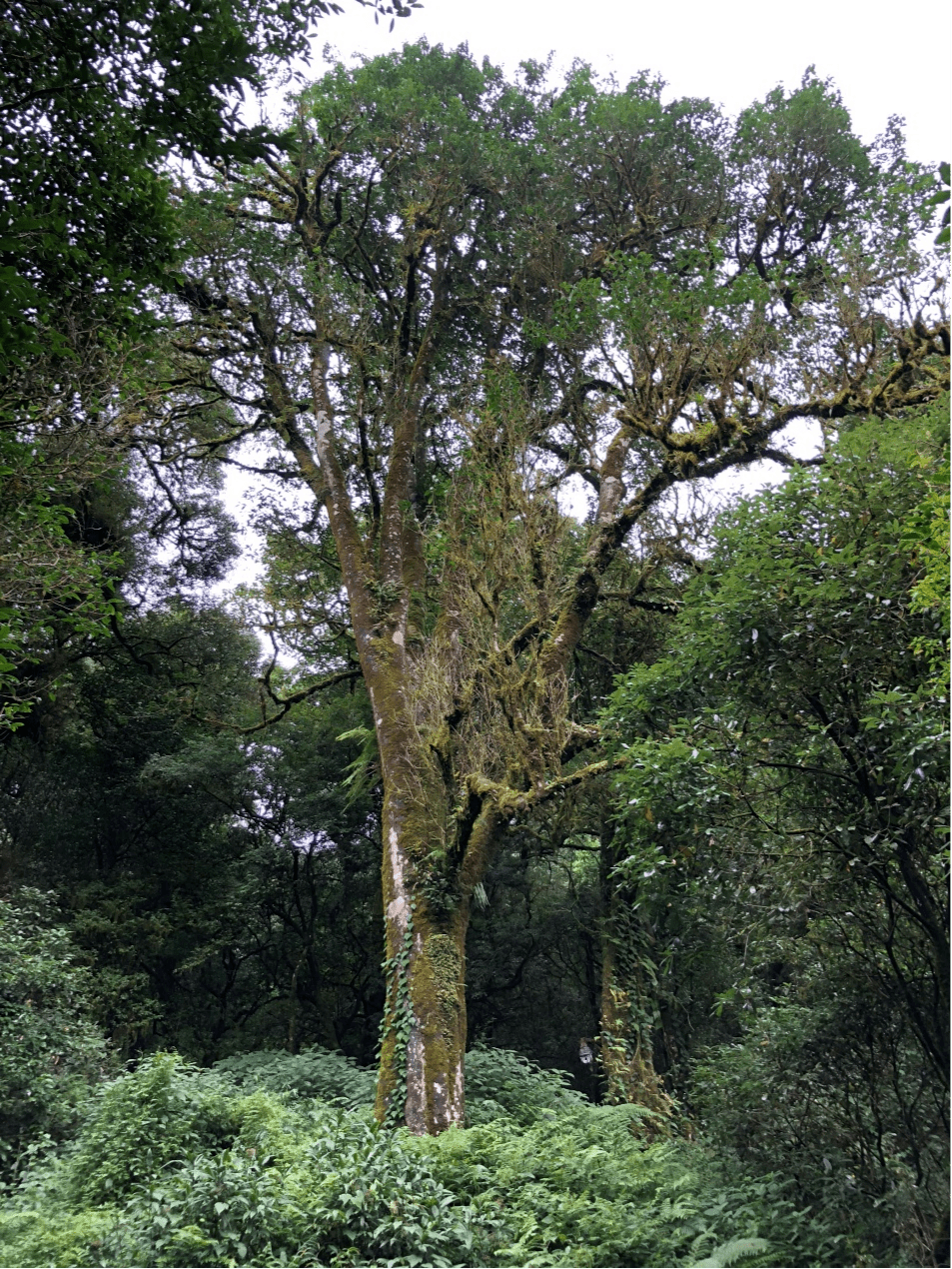 2023年千家寨古樹春茶價(jià)格是多少？