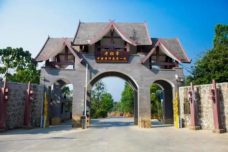 2024年老班章古樹春茶口感是什么？