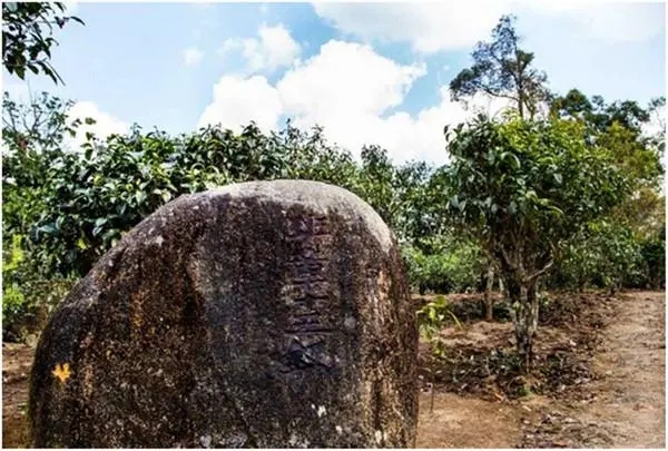 2024年老班章古樹春茶多少一公斤？