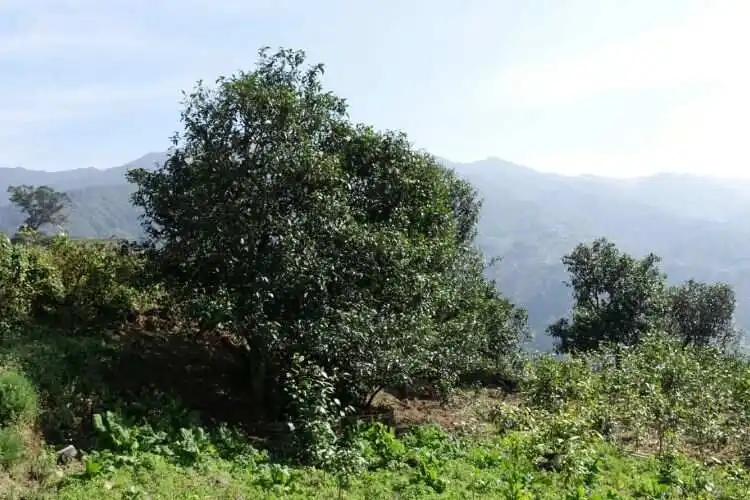 2024年冰島老寨古樹春茶特點(diǎn)是什么？