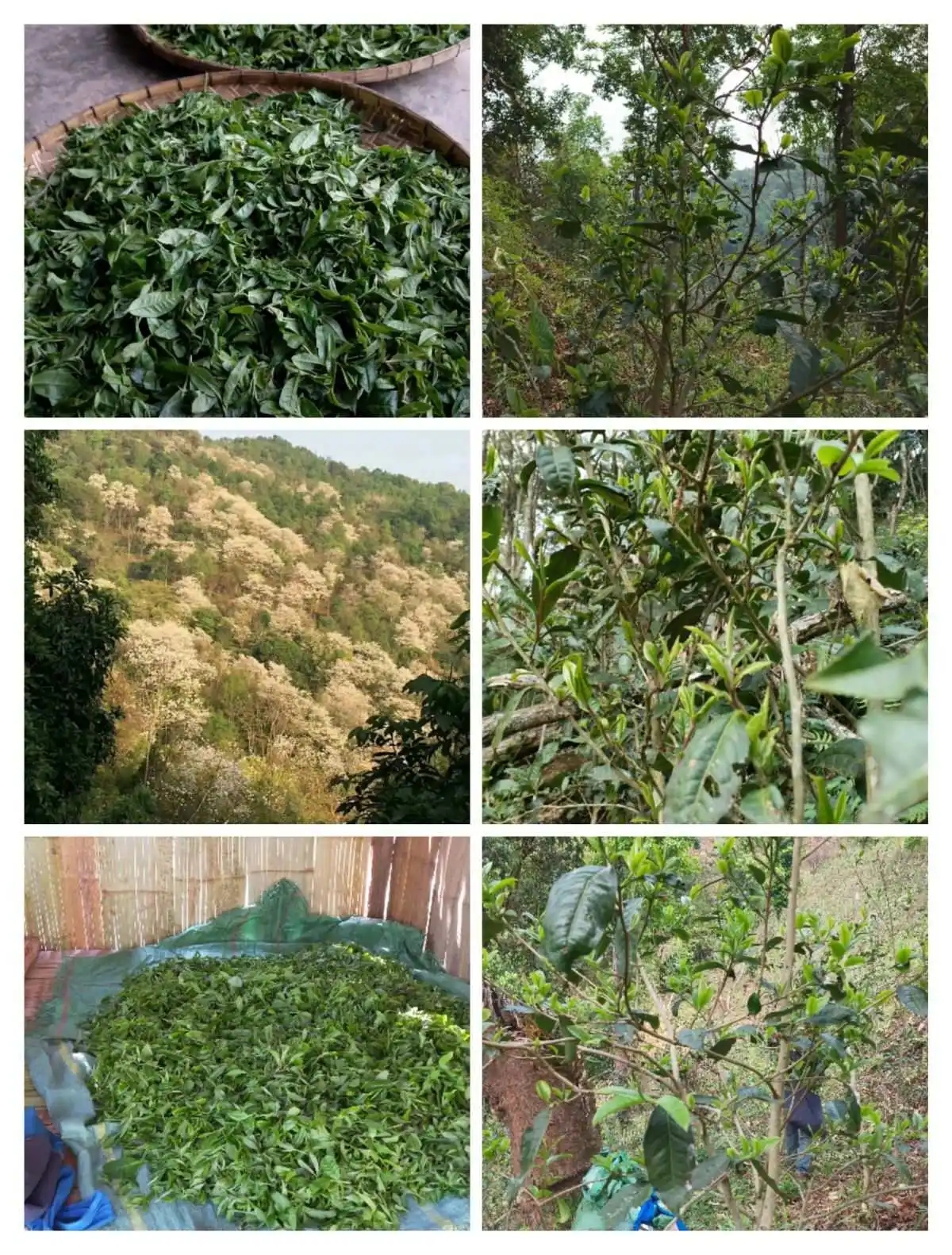 2024年曼松古樹(shù)春茶價(jià)格是多少？