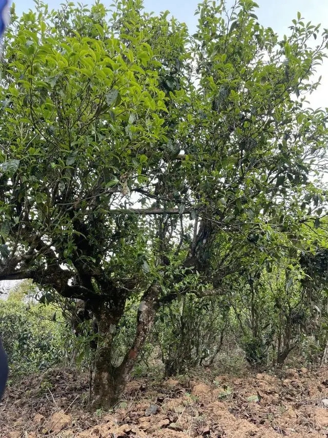 2024年薄荷塘古樹春茶價格是多少？