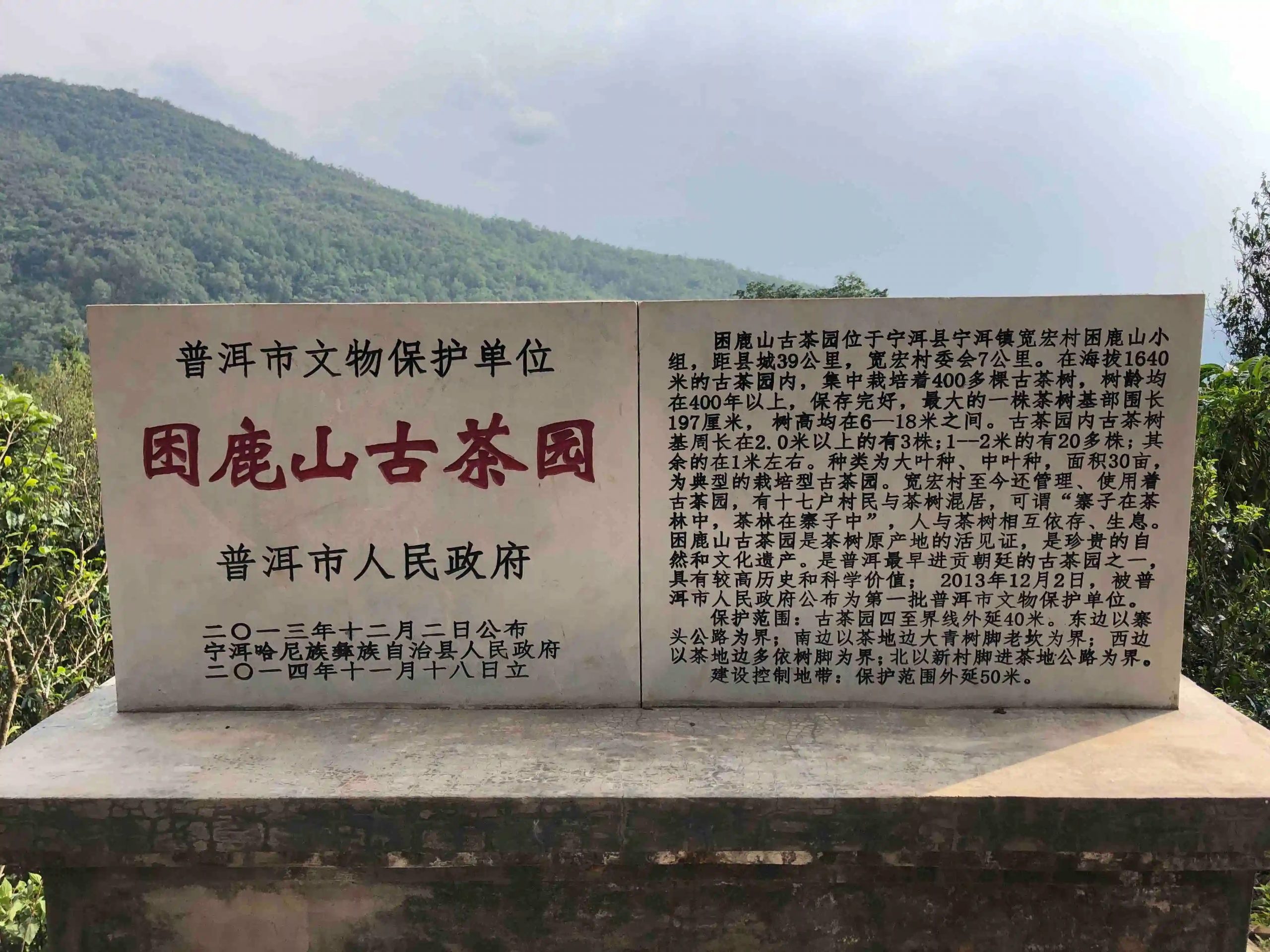 2024年困鹿山古樹春茶品質(zhì)怎么樣？