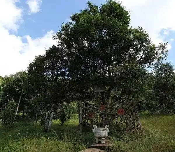 2024年困鹿山古樹(shù)春茶價(jià)格是多少？