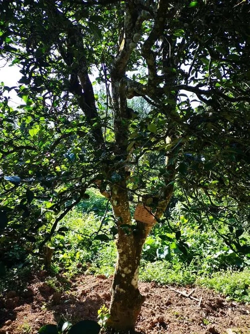 2024年困鹿山古樹春茶多少錢一公斤？