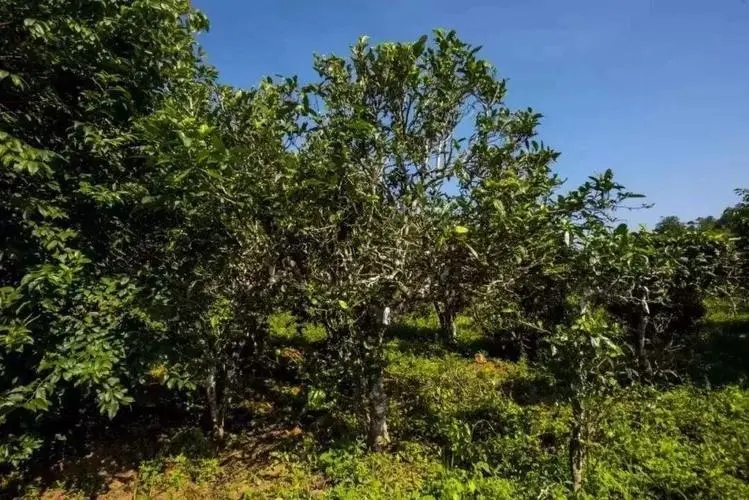 2024年迷帝古樹春茶特點(diǎn)是什么？