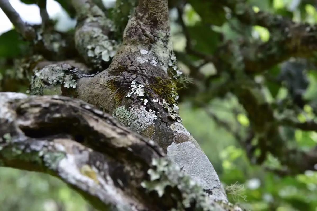 2024年迷帝古樹春茶多少錢一公斤？