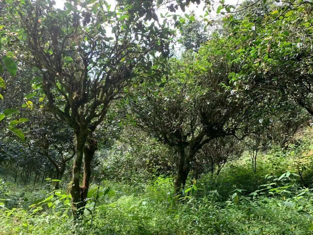 2024年墨江鳳凰窩古樹春茶品質(zhì)怎么樣？