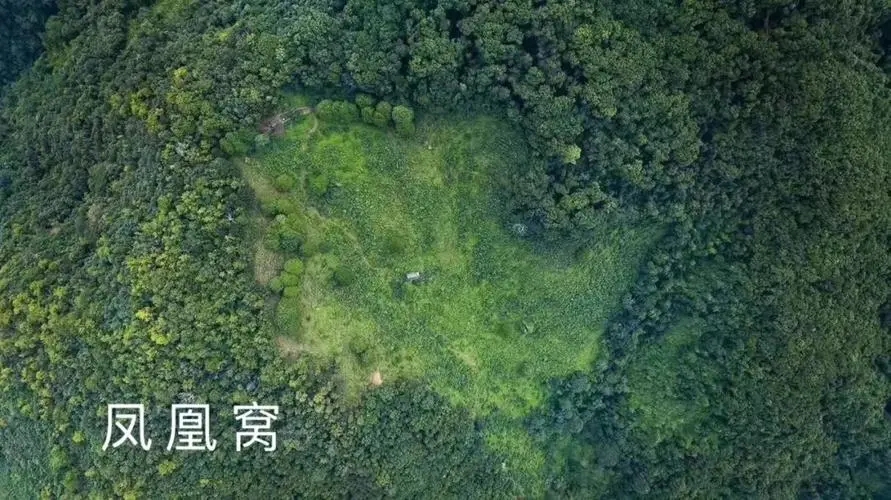 2024年墨江鳳凰窩古樹(shù)春茶價(jià)格是多少？