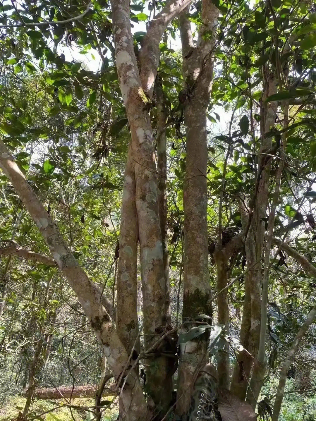 【薄荷塘】普洱茶為什么叫高桿茶？