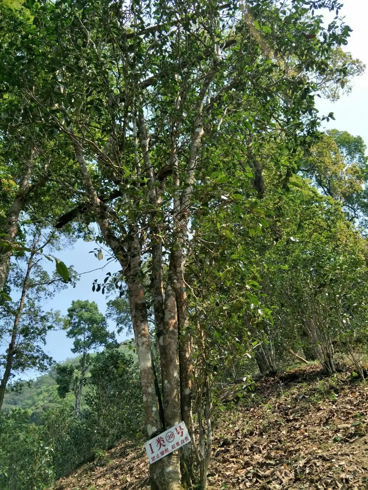 野境王者、普洱巔峰！薄荷塘成為普洱無(wú)冕之王的十大原因