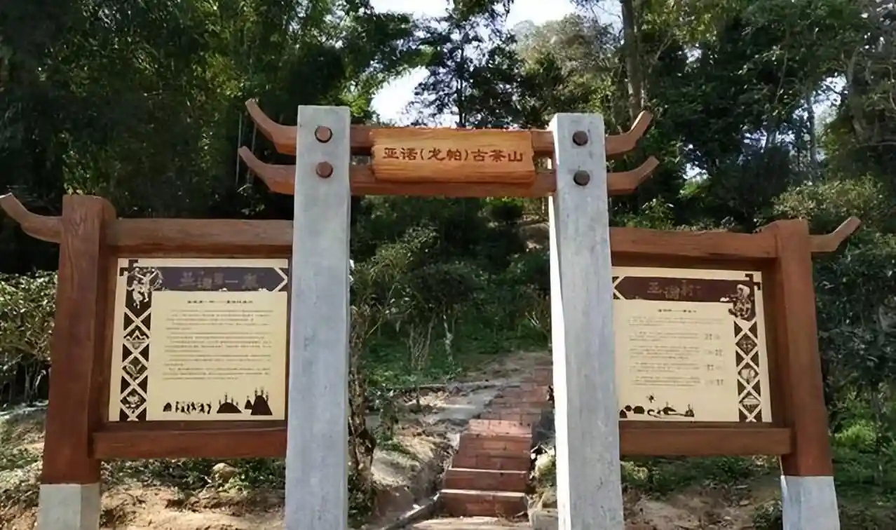 基諾族（攸樂(lè)）與普洱茶